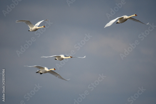 mute swans flying in formation