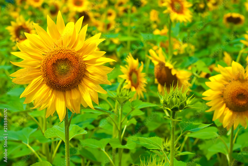 sunflower sunflower