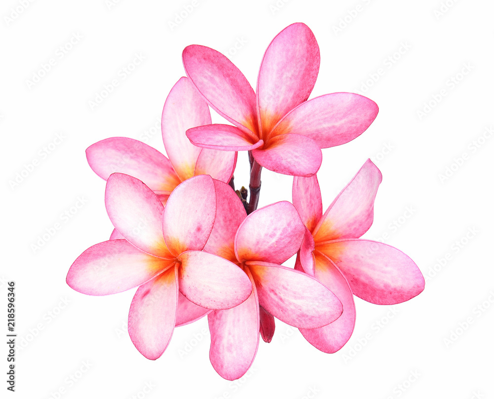 Frangipani flower isolated on white background Frangipani flower isolated on white background