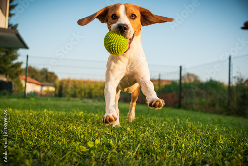 Dog beagle purebred running...