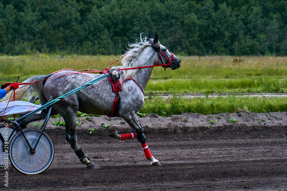 Horse run at high speed along the track of the racetrack. Competitions - horse racing. Horse run at high speed along the track of the racetrack. Competitions - horse racing.