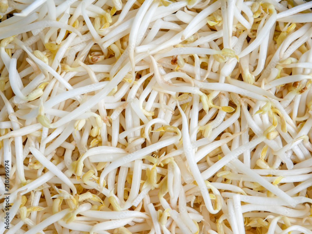 food background texture mung bean sprout food background texture mung bean sprout