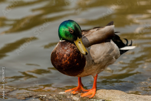 Male duck is grooming himself standing on a rock