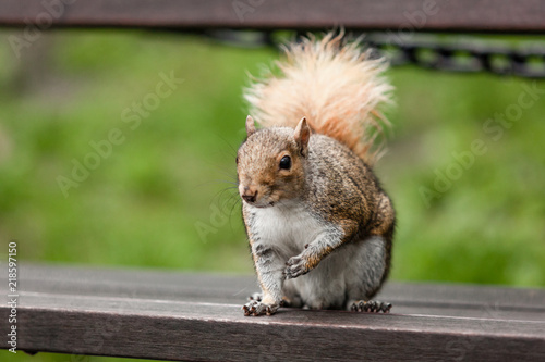Squirrel sitting on a park bench in new york city