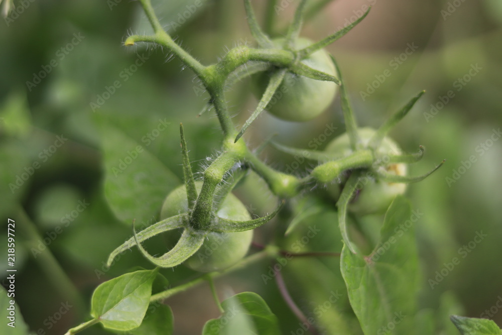 Obraz premium Organic Garden