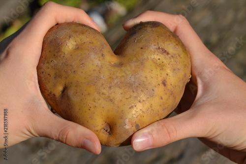 Heart-shaped potato in hands - love hidden in the earth