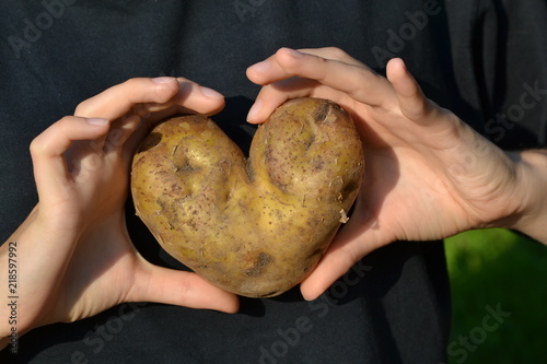 Heart-shaped potato in hands - love hidden in the earth. Two hands on a black background
