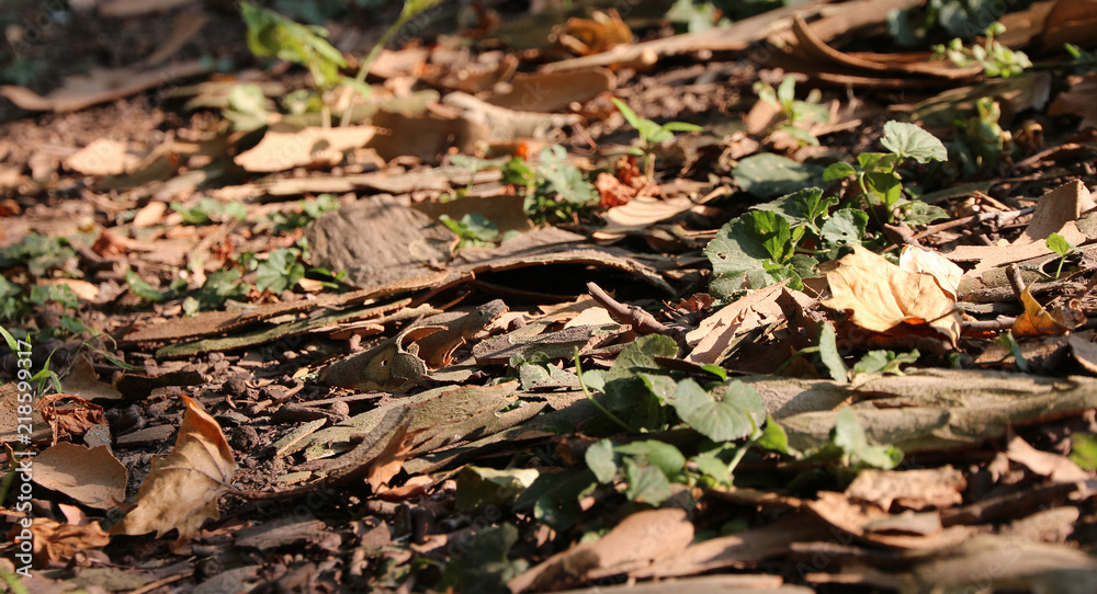tree bark and dead leaves - Autumn tree bark and dead leaves - Autumn