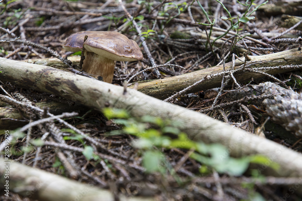 Obraz premium Edible mushroom in needles.