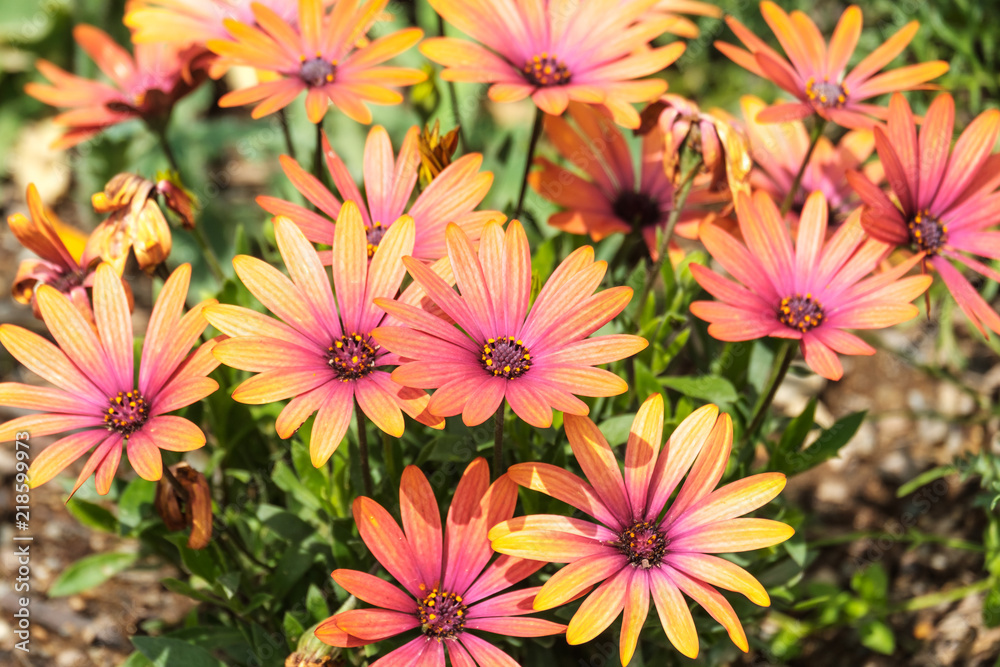 Colorful flower background in summer greenhouse garden Colorful flower background in summer greenhouse garden