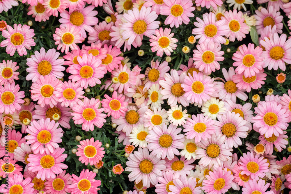Colorful flower background in summer greenhouse garden Colorful flower background in summer greenhouse garden