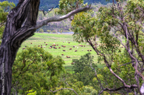 Cattle through trees near river on the Atherton Tableland in Queensland, Australia photo