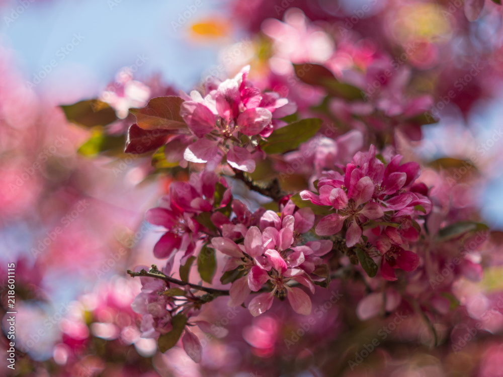 Fototapeta premium Pink Blossom