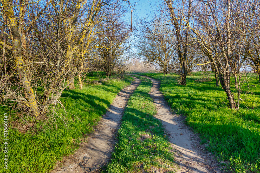 Rural ground road in the spring forest without leaves Rural ground road in the spring forest without leaves