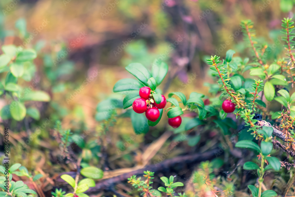 Lingonberries in the woods. Photo from Sotkamo, Finland.