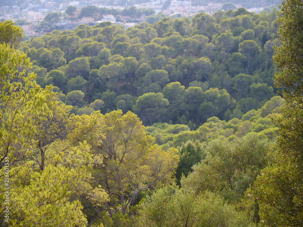 Bosque de Bellver Bosque de Bellver