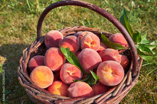 Cuadro en lienzo Close up Picture of red riped peaches, sweet, juicy, tasty in vintage wickerwork hand basket just after picked in the orchard of organic farm or home garden in summer sun