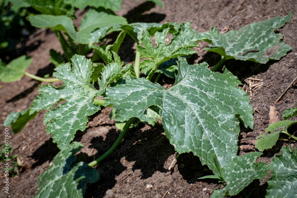 Kürbisgewächse im Garten Kürbisgewächse im Garten