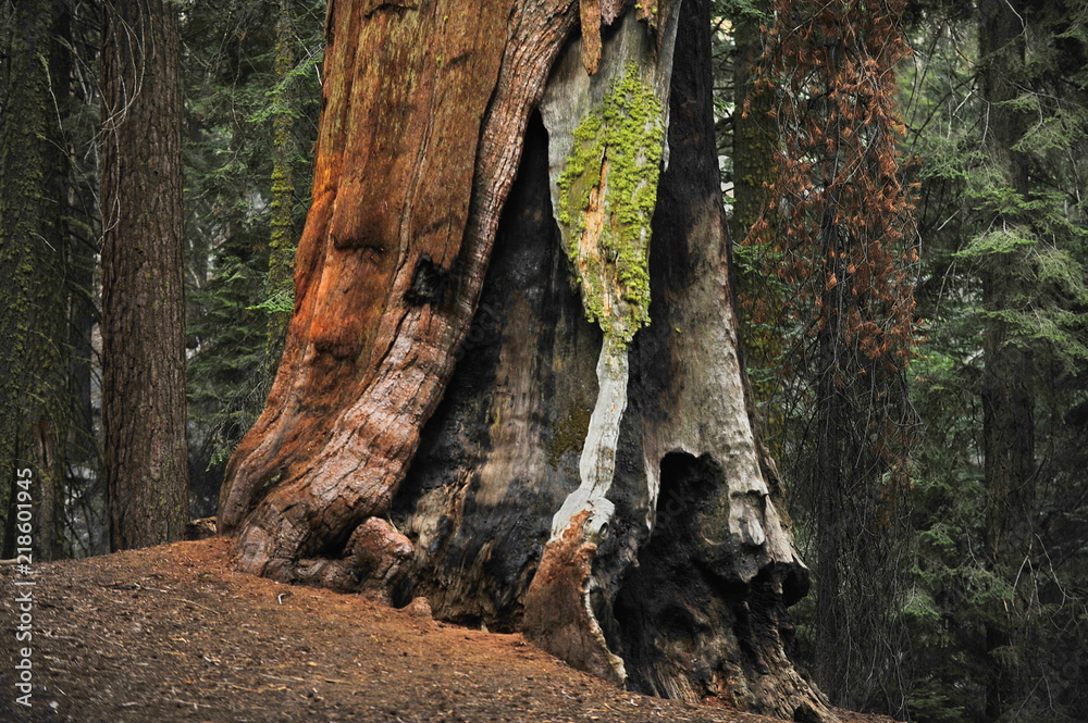 USA. Landscapes of Sequoia National Park USA. Landscapes of Sequoia National Park