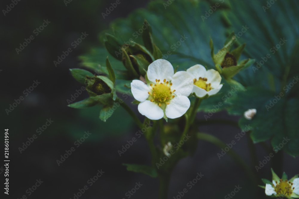 Fototapeta premium Erdbeerblüte im Garten