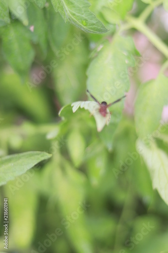 Organic Garden