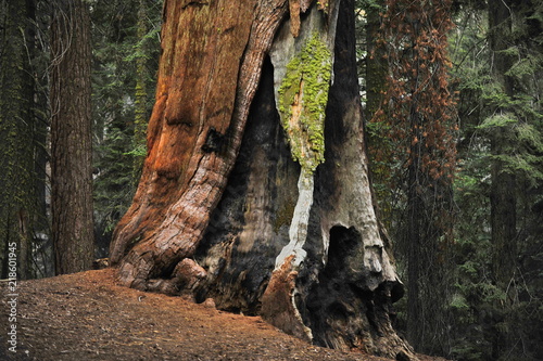 USA. Landscapes of Sequoia National Park