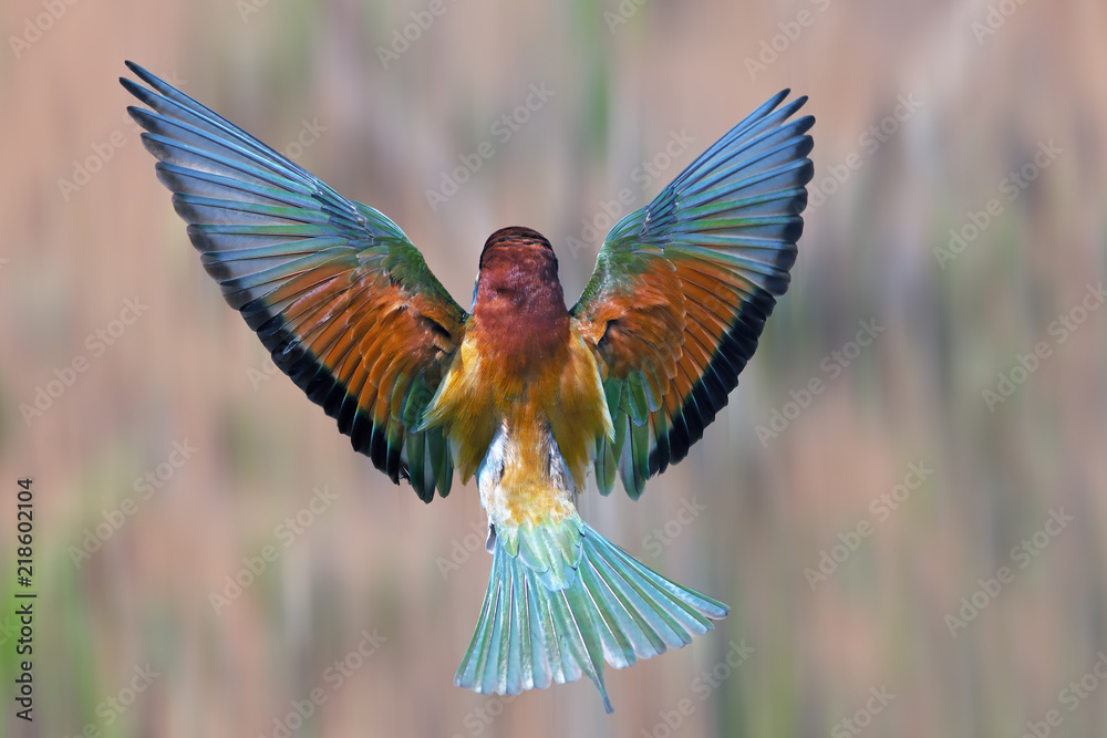 beautiful colorful bird Merops flaps its wings in flight, top view Stock  Photo | Adobe Stock