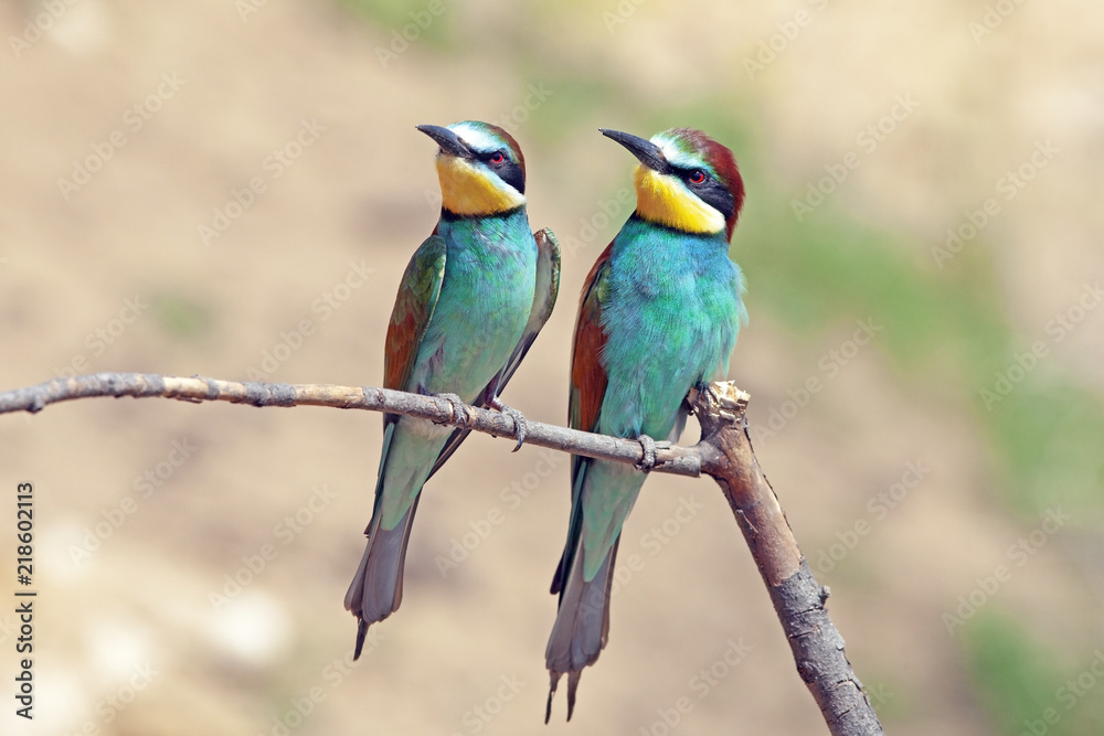 couple of beautiful colorful apiaster birds sitting on a tree branch