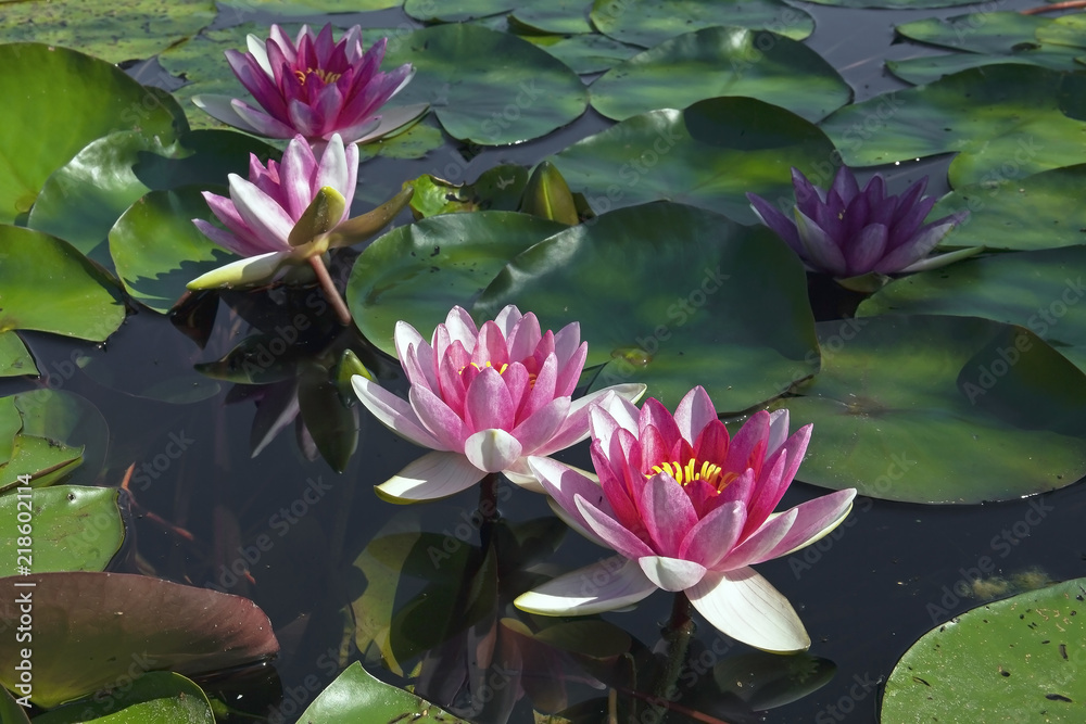 amazingly beautiful red-pink lilies swim in the lake among the green leaves amazingly beautiful red-pink lilies swim in the lake among the green leaves
