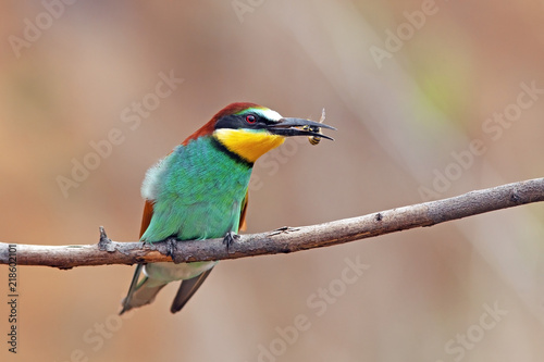 Canvas Print beautiful colorful bird merops sitting on a tree branch, holding in the beak of