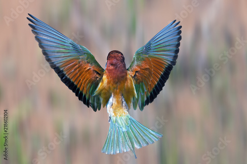 beautiful colorful bird Merops flaps its wings in flight, top view