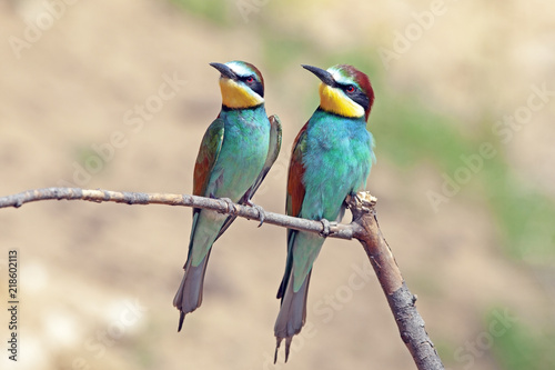 couple of beautiful colorful apiaster birds sitting on a tree branch © serhio777
