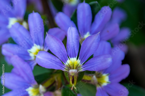 Macro einer lila Blüte