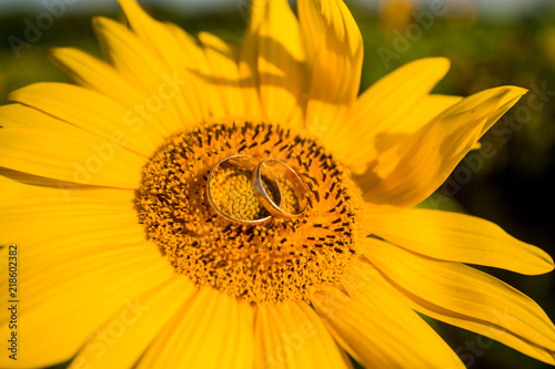 Two golden wedding rings lie on large sunflower with blue sky background