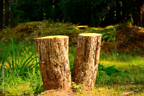 two stumps in a garden