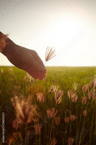 Konstfotografi Hand touching paddy rice close up