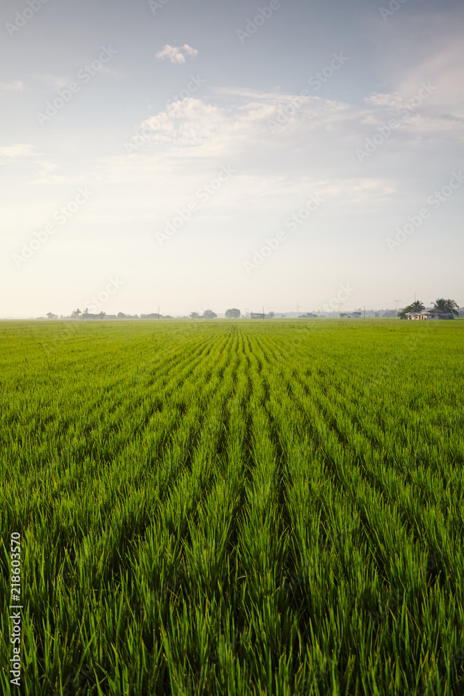 Rice paddy field