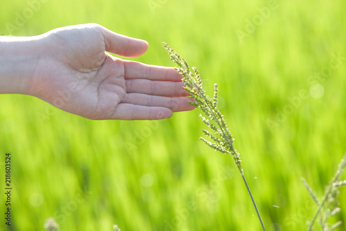 Hand touching paddy rice close up