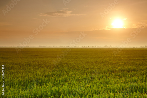 Sunrise at paddy field