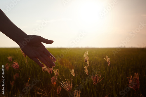 Hand touching paddy rice close up