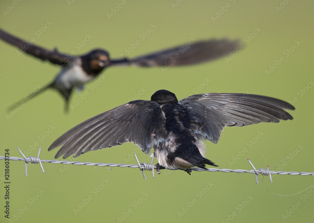 Naklejka premium Barn Swallow (Hirundo rustica) juvenile getting fed on barbed wire.