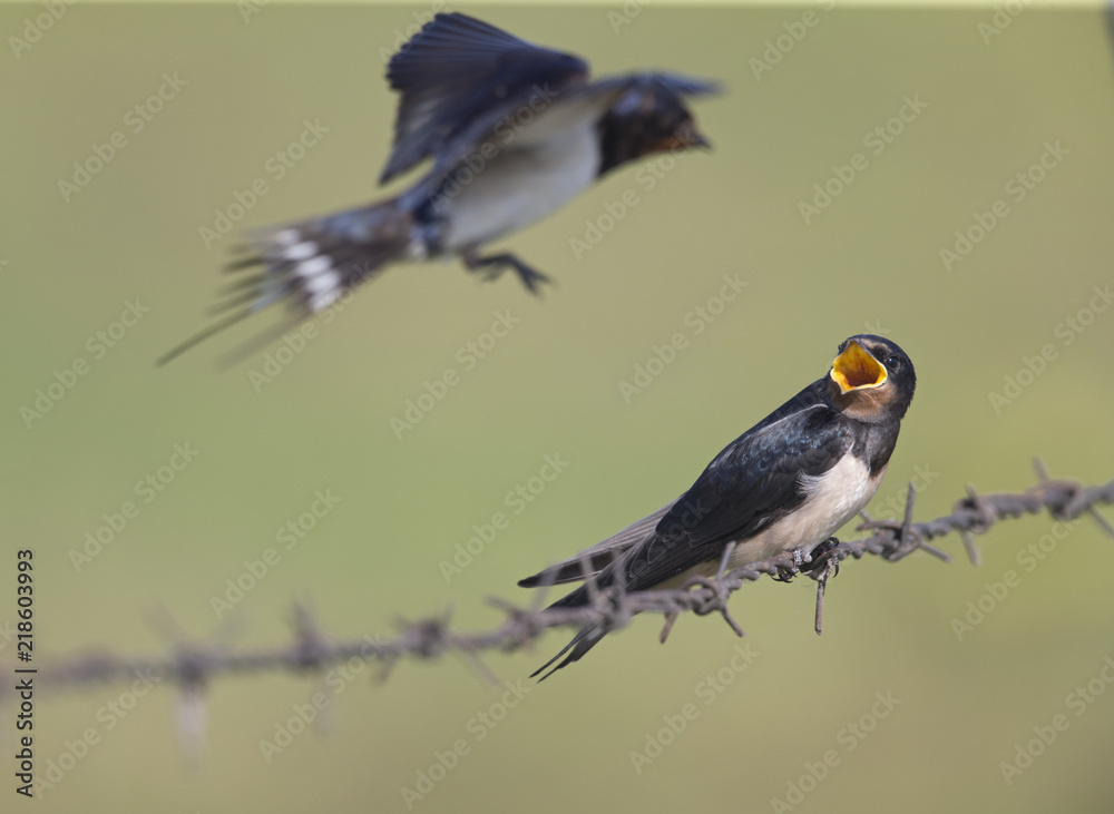 Fototapeta premium Barn Swallow (Hirundo rustica) juvenile getting fed on barbed wire.