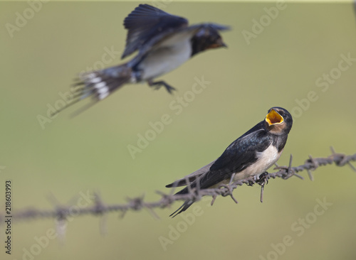 Barn Swallow (Hirundo rustica) juvenile getting fed on barbed wire. © Bouke