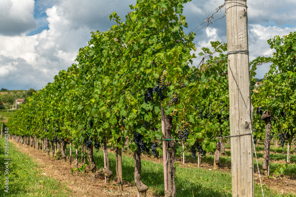Fototapeta premium Vineyards with rows of grapevine in Gorska Brda, Slovenia