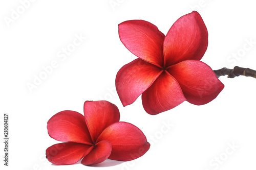 Beautiful Red plumeria flowers isolated on white background