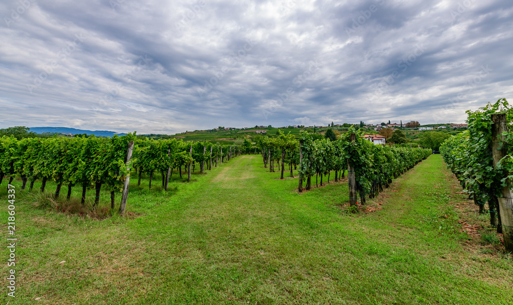 Vineyards with rows of grapevine in Gorska Brda, Slovenia