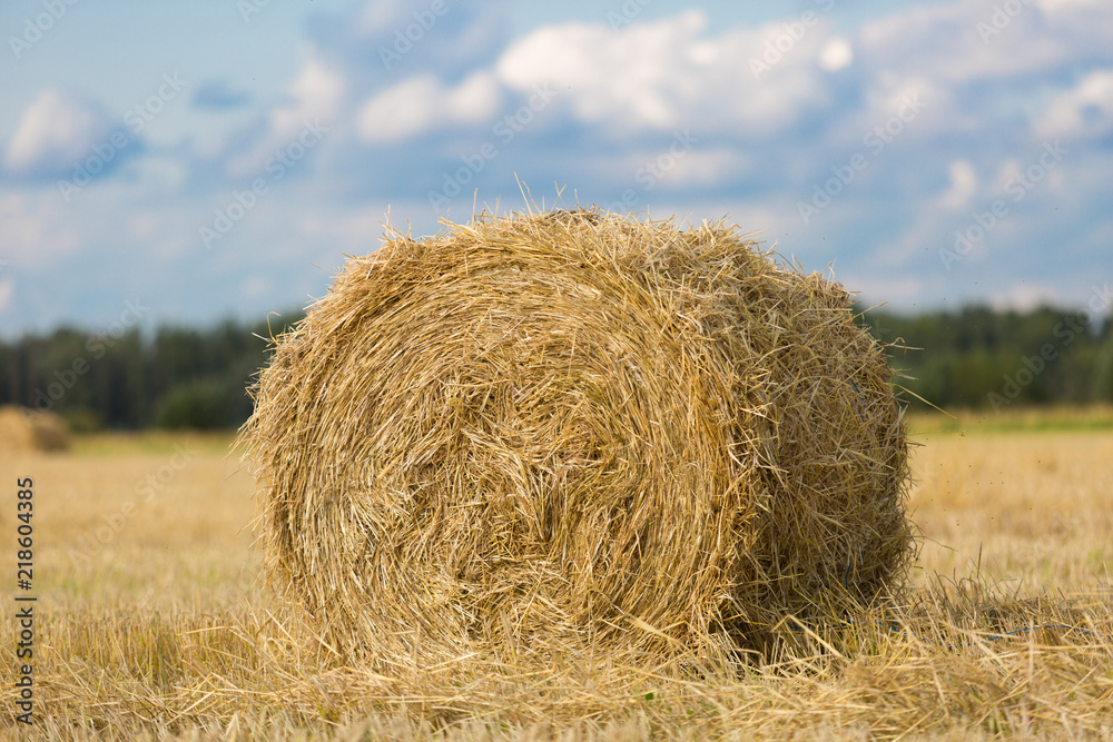 Yellow haystack on wheat field under the beautiful blue cloudy sky Yellow haystack on wheat field under the beautiful blue cloudy sky
