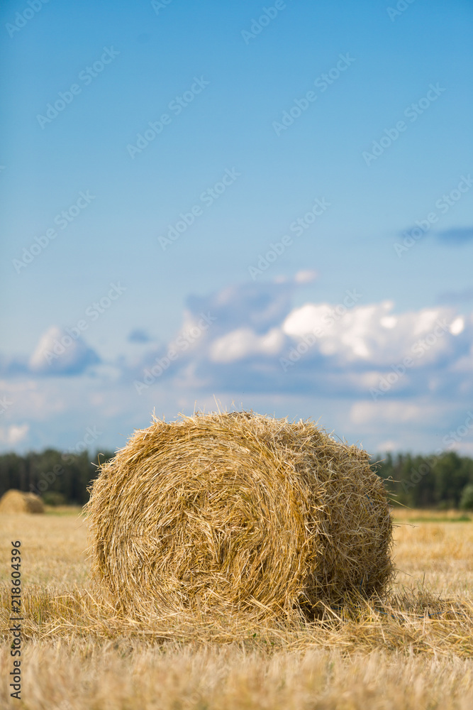 Yellow haystack on wheat field under the beautiful blue cloudy sky Yellow haystack on wheat field under the beautiful blue cloudy sky