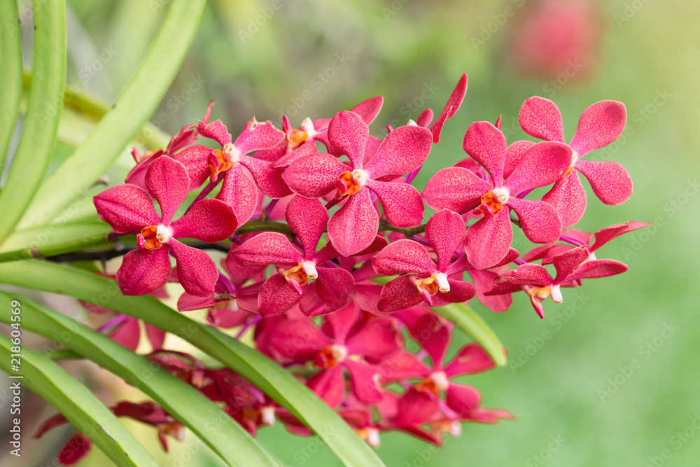 Close-up of red orchid flowers with leaves.
