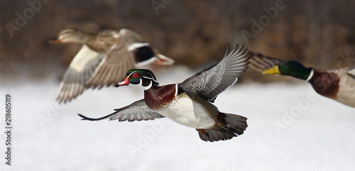 Wood duck (Aix sponsa) taking flight in winter in Ottawa, Canada